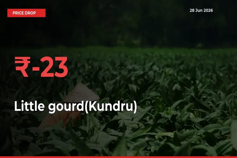 Why Little gourd(Kundru) Prices Fell 22.83% in a Day at Mandis