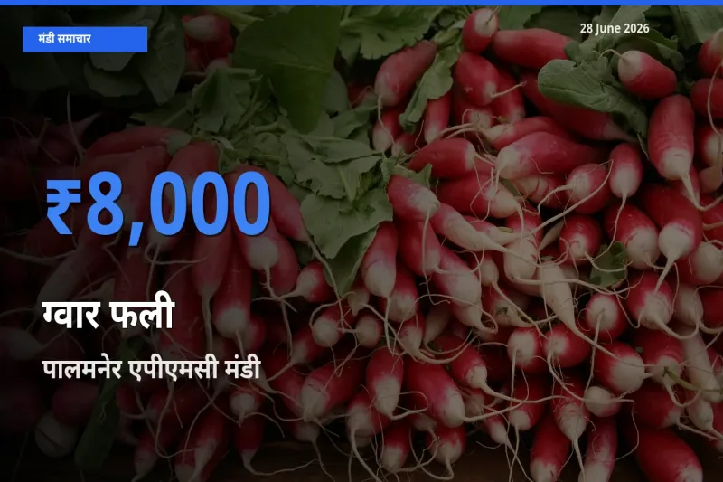 पालमनेर एपीएमसी मंडी में ग्वार फली ₹8,000 पर पहुँचा – आज का सर्वोच्च भाव