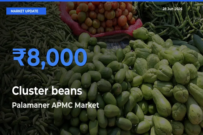 Palamaner APMC Leads as Top Mandi for Cluster beans Prices