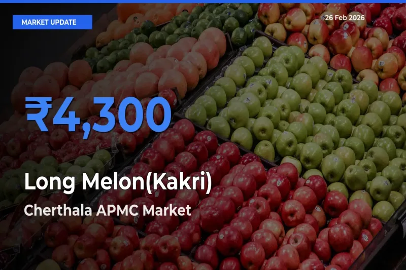 Farmers Prefer Cherthala APMC as Long Melon(Kakri) Hits Highest Rate