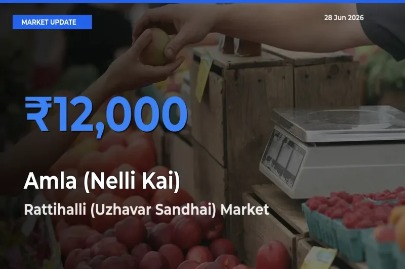 Top Performer! Rattihalli (Uzhavar Sandhai) Offers Best Amla (Nelli Kai) Price Today