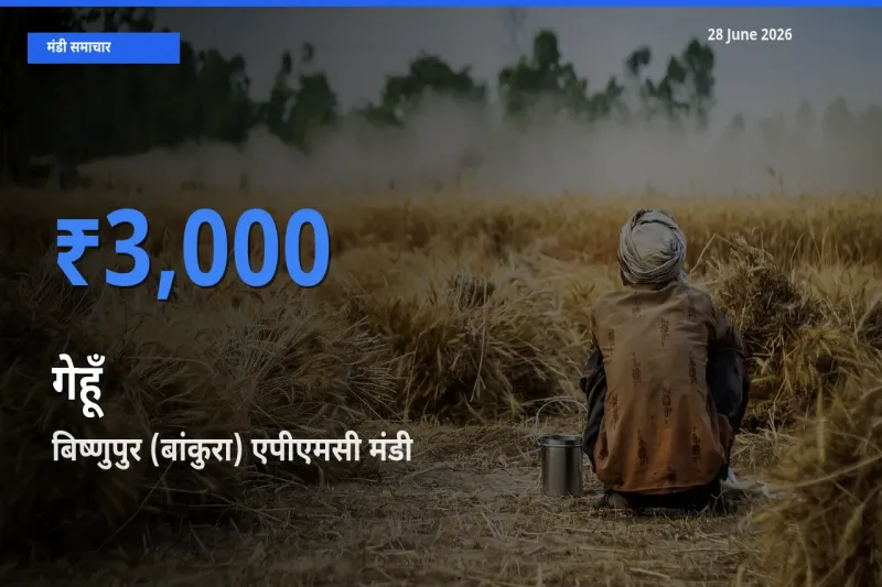 टॉप मंडी बना बिष्णुपुर (बांकुरा) एपीएमसी! गेहूँ के सबसे ऊँचे दाम यहीं दर्ज