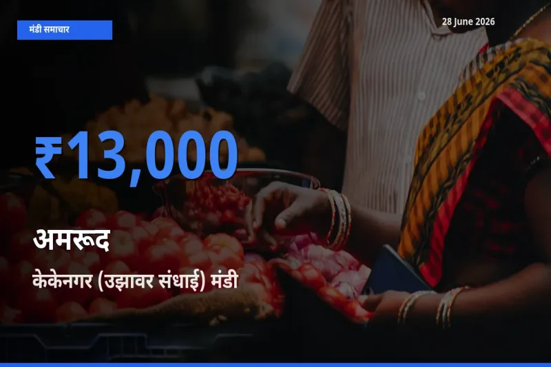आज अमरूद के सबसे ऊँचे दाम ₹13,000 केकेनगर (उझावर संधाई) मंडी में