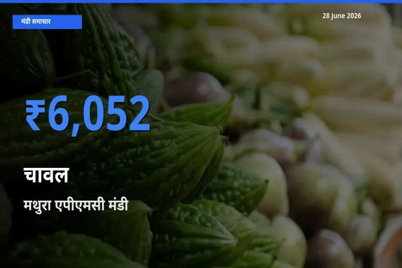 मथुरा एपीएमसी मंडी में चावल ₹6,052 पर पहुँचा – आज का सर्वोच्च भाव