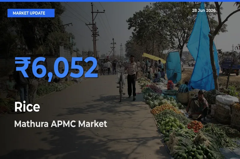 Market Watch: Mathura APMC Becomes Top Mandi for Rice