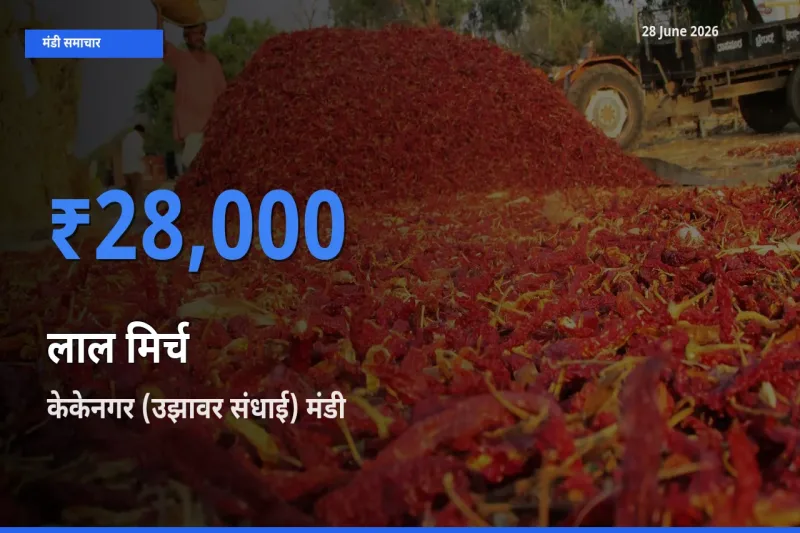 टॉप मंडी बना केकेनगर (उझावर संधाई)! लाल मिर्च के सबसे ऊँचे दाम यहीं दर्ज