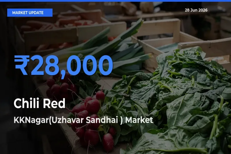 KKNagar(Uzhavar Sandhai ) Leads as Top Mandi for Chili Red Prices