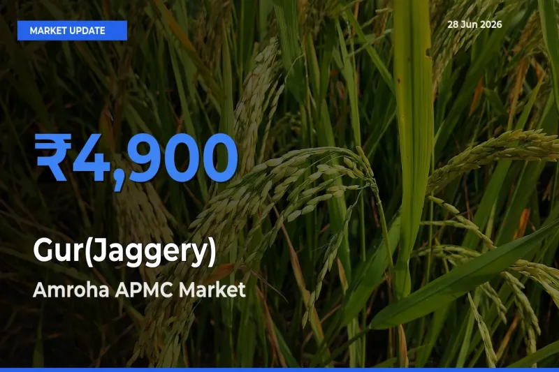 Amroha APMC Leads as Top Mandi for Gur(Jaggery) Prices