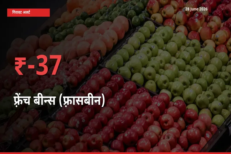 फ़्रेंच बीन्स (फ़्रासबीन) के दाम प्रमुख मंडी में 36.53% गिरे, 24 घंटे में बड़ा बदलाव