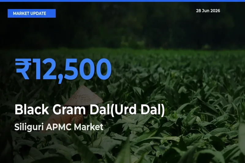 Siliguri APMC Leads as Top Mandi for Black Gram Dal(Urd Dal) Prices