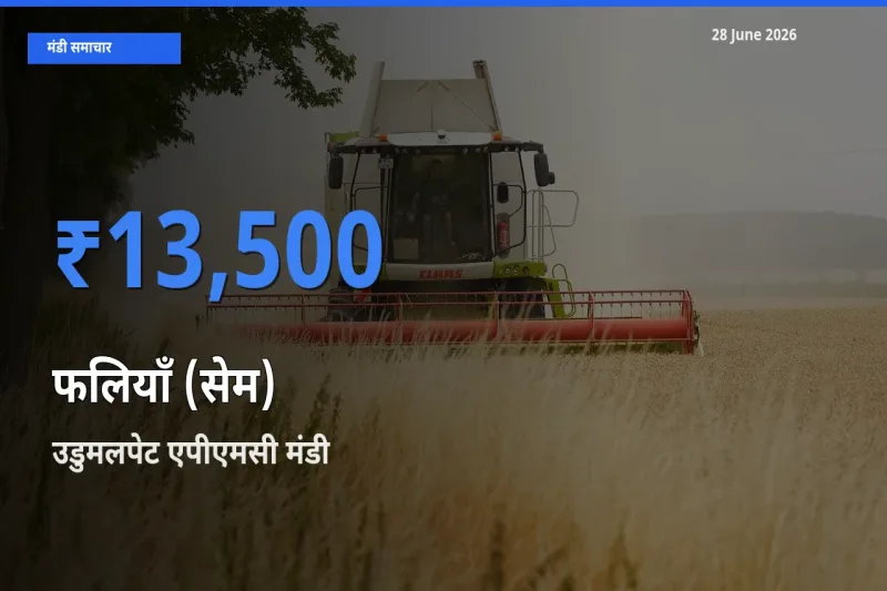 टॉप मंडी बना उडुमलपेट एपीएमसी! फलियाँ (सेम) के सबसे ऊँचे दाम यहीं दर्ज