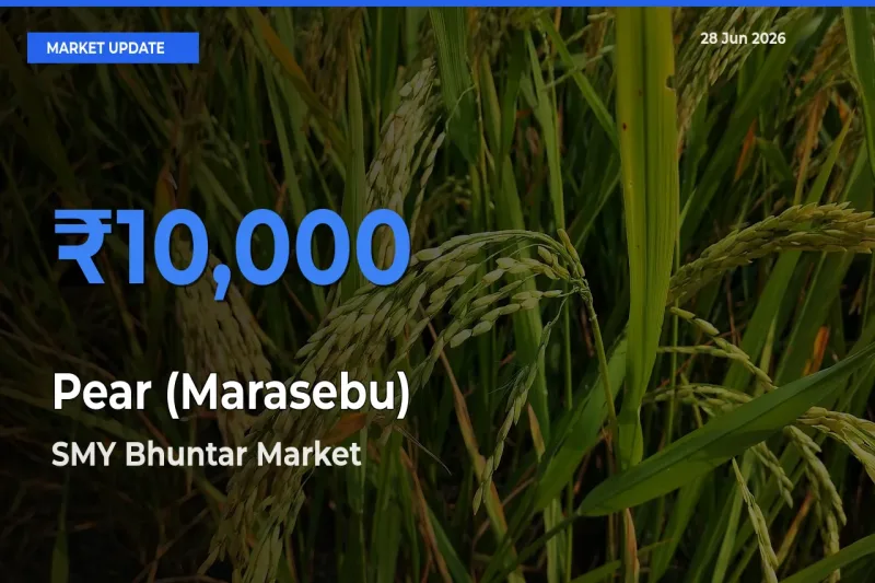 SMY Bhuntar Tops Pear (Marasebu) Rates – June 28 Market Update