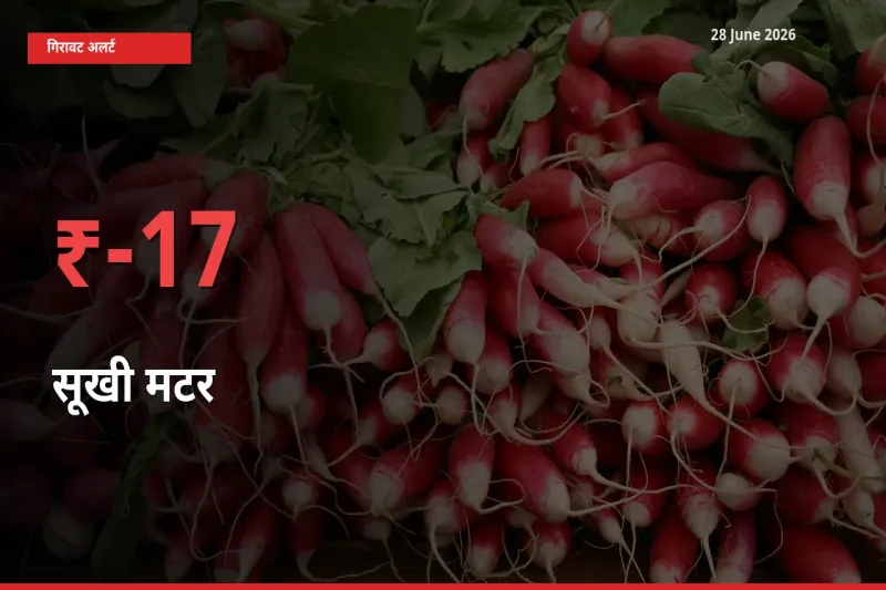 तेज़ गिरावट! मंडी में सूखी मटर के दाम 16.69% लुढ़के