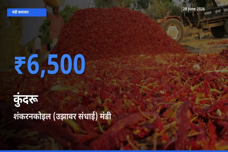 आज का मंडी भाव: कुंदरू के सबसे ज़्यादा दाम शंकरनकोइल (उझावर संधाई) में