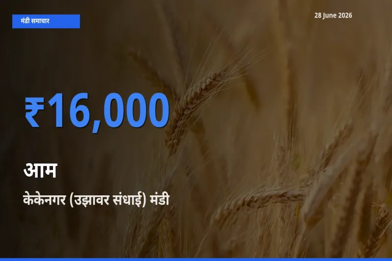 आज का मंडी भाव: आम के सबसे ज़्यादा दाम केकेनगर (उझावर संधाई) में