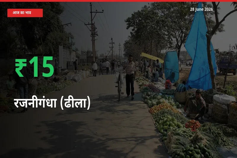 बाज़ार संकेत: रजनीगंधा (ढीला) के भाव मंडी में 15.03% ऊपर