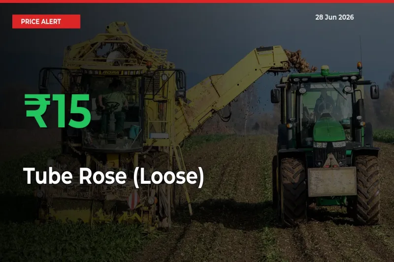 Big Rally! Tube Rose (Loose) Climbs 15.03% in 24 Hours at Top Mandis