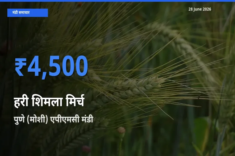 आज का मंडी भाव: हरी शिमला मिर्च के सबसे ज़्यादा दाम पुणे (मोशी) एपीएमसी में