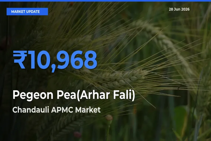 Pegeon Pea(Arhar Fali) Mandi Rate Today: Chandauli APMC Tops the List