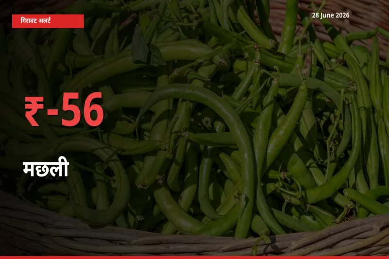 अचानक झटका! मंडी में मछली के दाम 56.09% टूटे