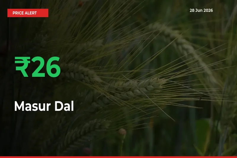 Big Rally! Masur Dal Climbs 26.31% in 24 Hours at Top Mandis