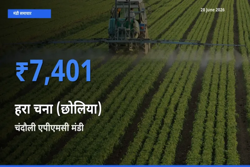 आज का मंडी भाव: हरा चना (छोलिया) के सबसे ज़्यादा दाम चंदौली एपीएमसी में