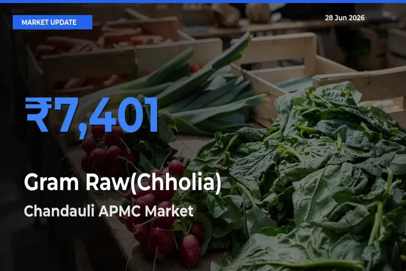 Chandauli APMC Leads as Top Mandi for Gram Raw(Chholia) Prices