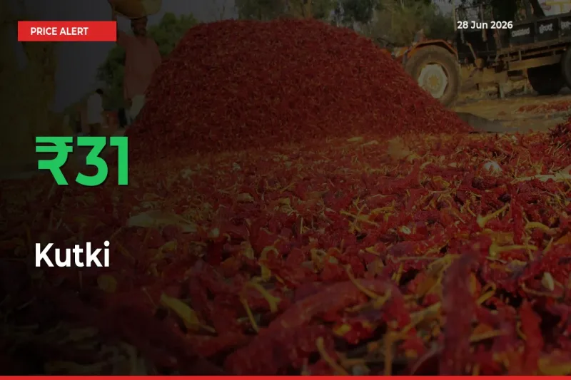 Farmers Cheer as Kutki Prices Surge 31.46% in Local Mandis