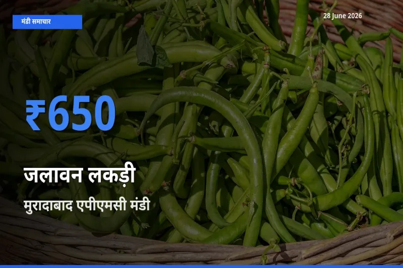 28 June अपडेट: जलावन लकड़ी के सबसे ऊँचे दाम मुरादाबाद एपीएमसी मंडी में