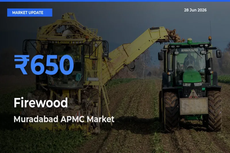 Muradabad APMC Emerges as Top Mandi for Firewood Prices Today