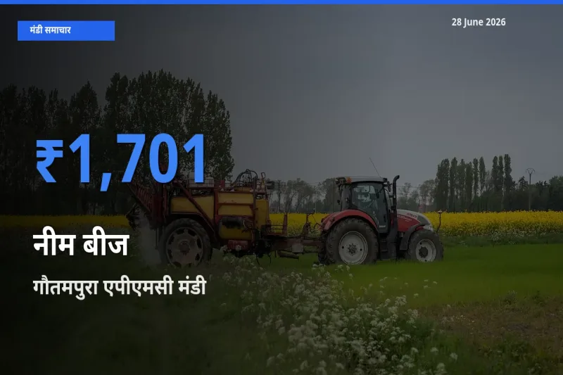 आज नीम बीज के सबसे ज़्यादा दाम गौतमपुरा एपीएमसी मंडी में दर्ज