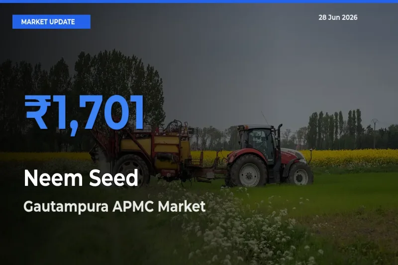 Gautampura APMC Emerges as Top Mandi for Neem Seed Prices Today