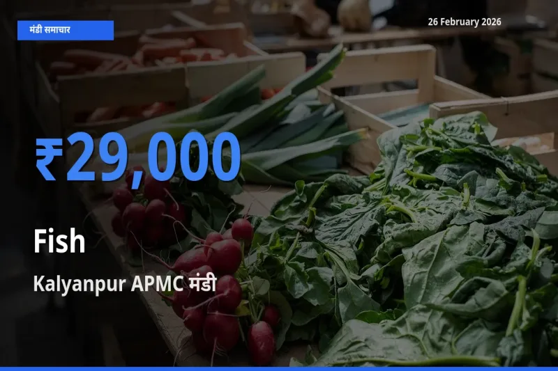 Kalyanpur APMC मंडी में आज Fish के सबसे ऊँचे दाम दर्ज
