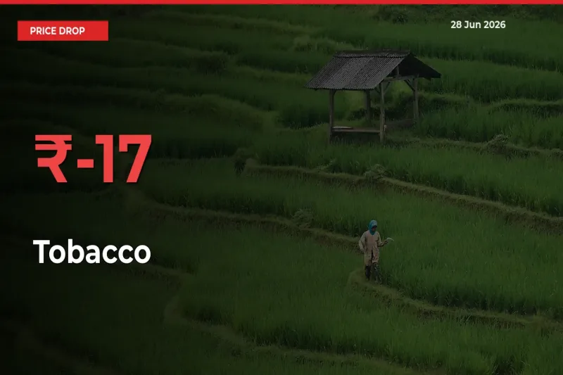Tobacco Prices Drop 16.54% in 24 Hours at Major Mandis