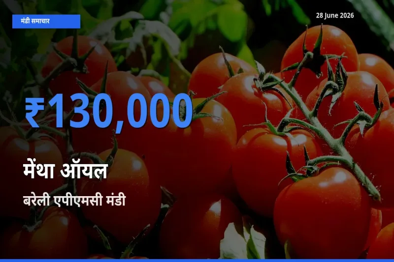 आज का मंडी भाव: मेंथा ऑयल के सबसे ज़्यादा दाम बरेली एपीएमसी में