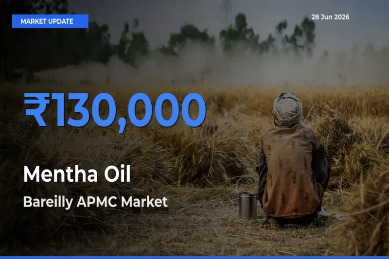 Farmers Prefer Bareilly APMC as Mentha Oil Hits Highest Rate