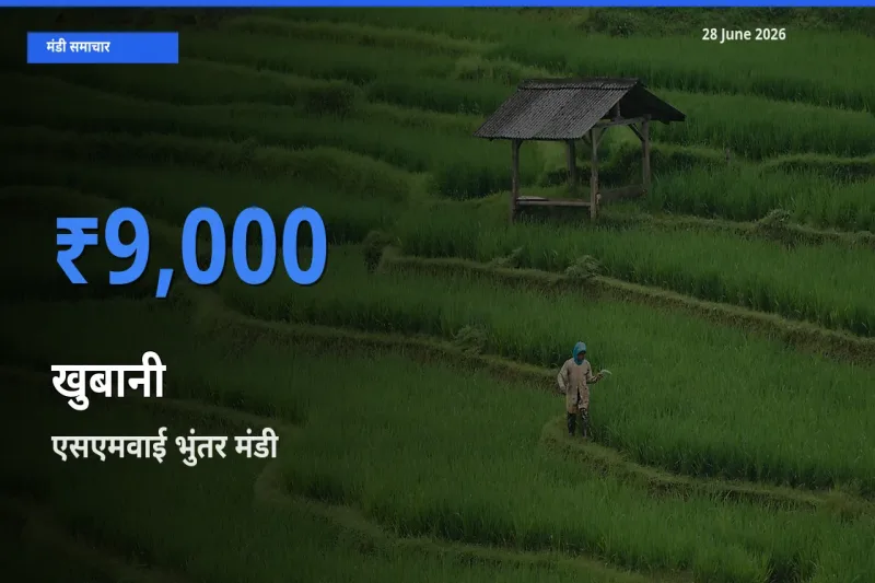 एसएमवाई भुंतर में खुबानी का आज सबसे ऊँचा भाव