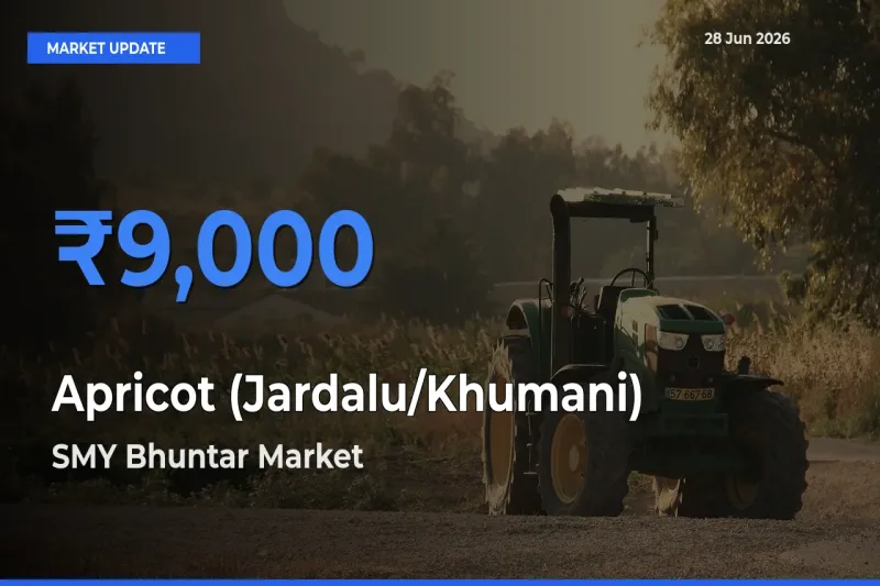 SMY Bhuntar Leads as Top Mandi for Apricot (Jardalu/Khumani) Prices