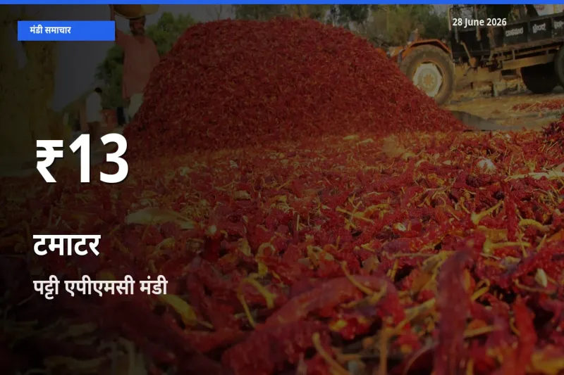पट्टी एपीएमसी में टमाटर ₹13 पर गिरा – 30 दिन का न्यूनतम भाव