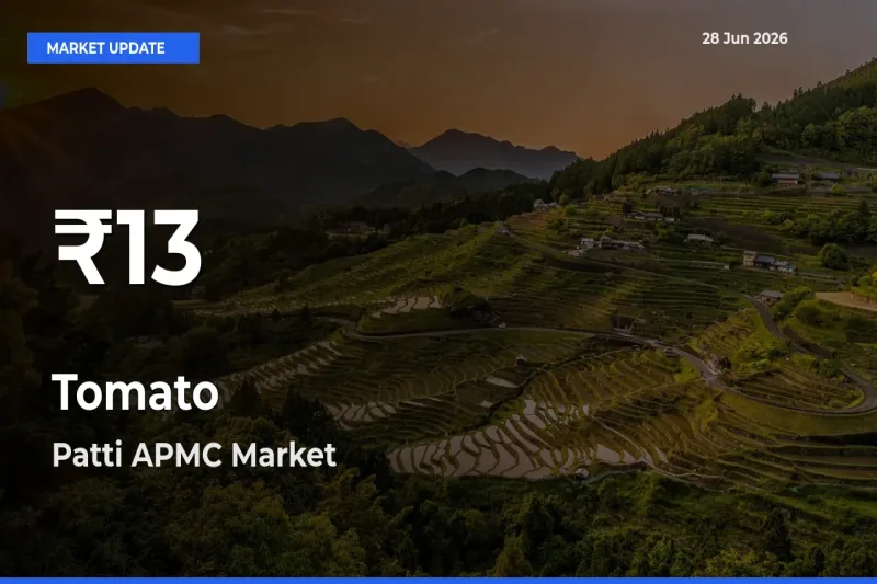 Why Tomato Prices Slumped in Patti APMC – 30-Day Low Today