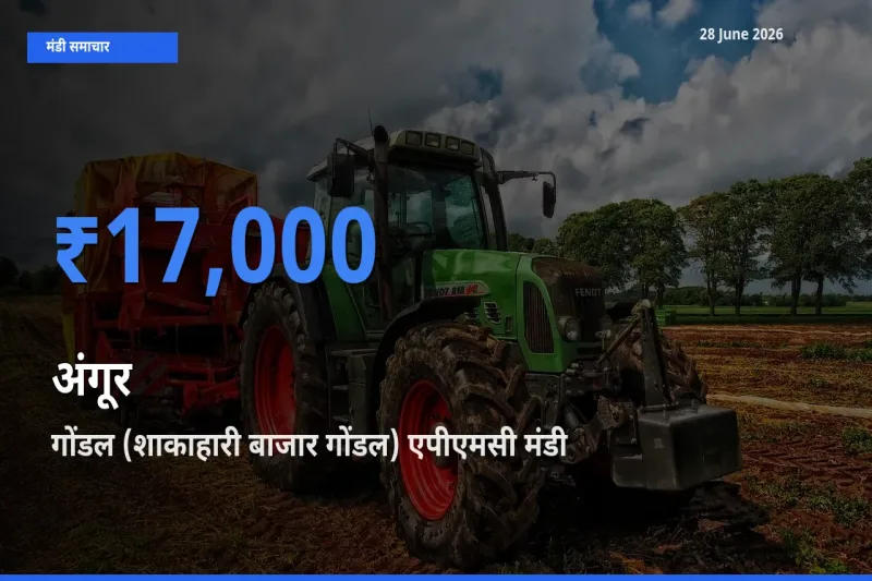 आज अंगूर के सबसे ज़्यादा दाम गोंडल (शाकाहारी बाजार गोंडल) एपीएमसी मंडी में दर्ज