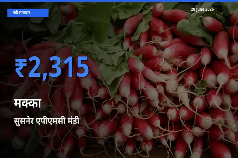 आज मक्का के सबसे ज़्यादा दाम सुसनेर एपीएमसी मंडी में दर्ज