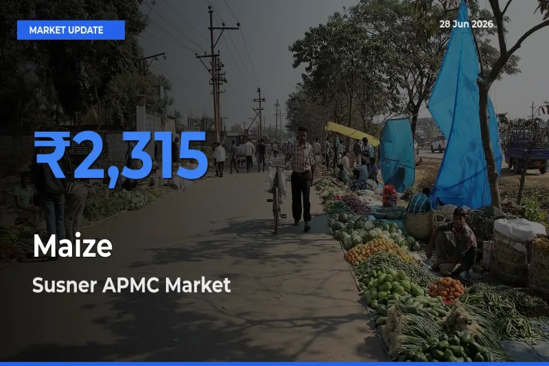 Market Watch: Susner APMC Becomes Top Mandi for Maize