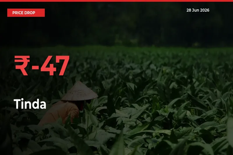 Sharp Fall! Tinda Prices Plunge 47.41% in a Day at Key Mandis