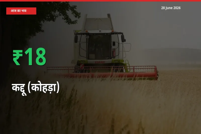 स्थानीय मंडी में कद्दू (कोहड़ा) के दाम अचानक 18.34% उछले, किसान सतर्क