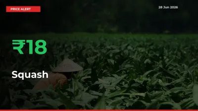 Why Squash Prices Rose 18.34% in a Day at Mandis