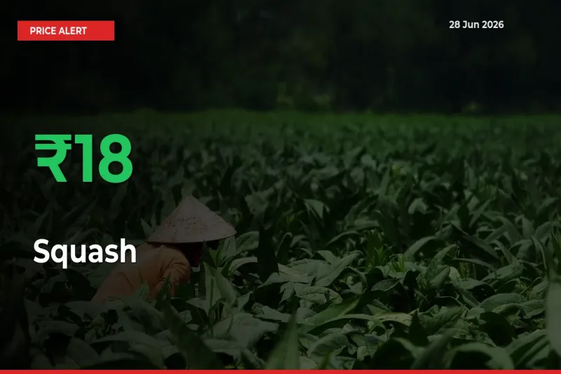 Why Squash Prices Rose 18.34% in a Day at Mandis