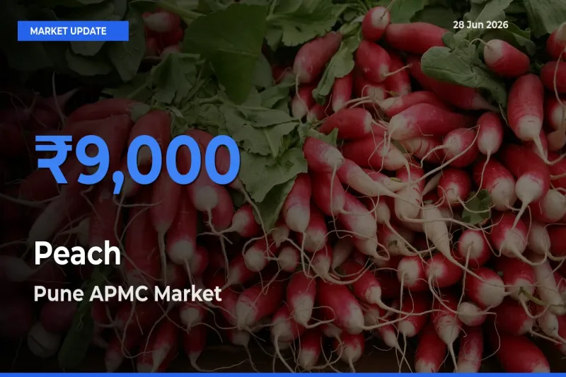 Market Watch: Pune APMC Becomes Top Mandi for Peach