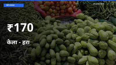 170+ मंडियों में केला - हरा के दामों का एक जैसा ट्रेंड