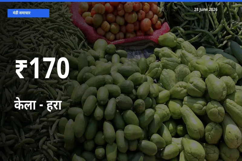 170+ मंडियों में केला - हरा के दामों का एक जैसा ट्रेंड